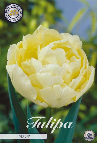Tulipa 'Verona' 12/+