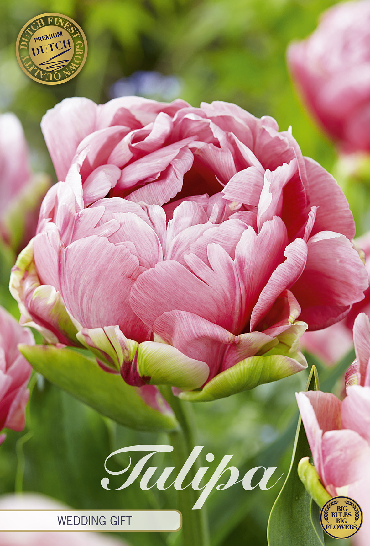 Tulipa 'Wedding Gift' 12/+