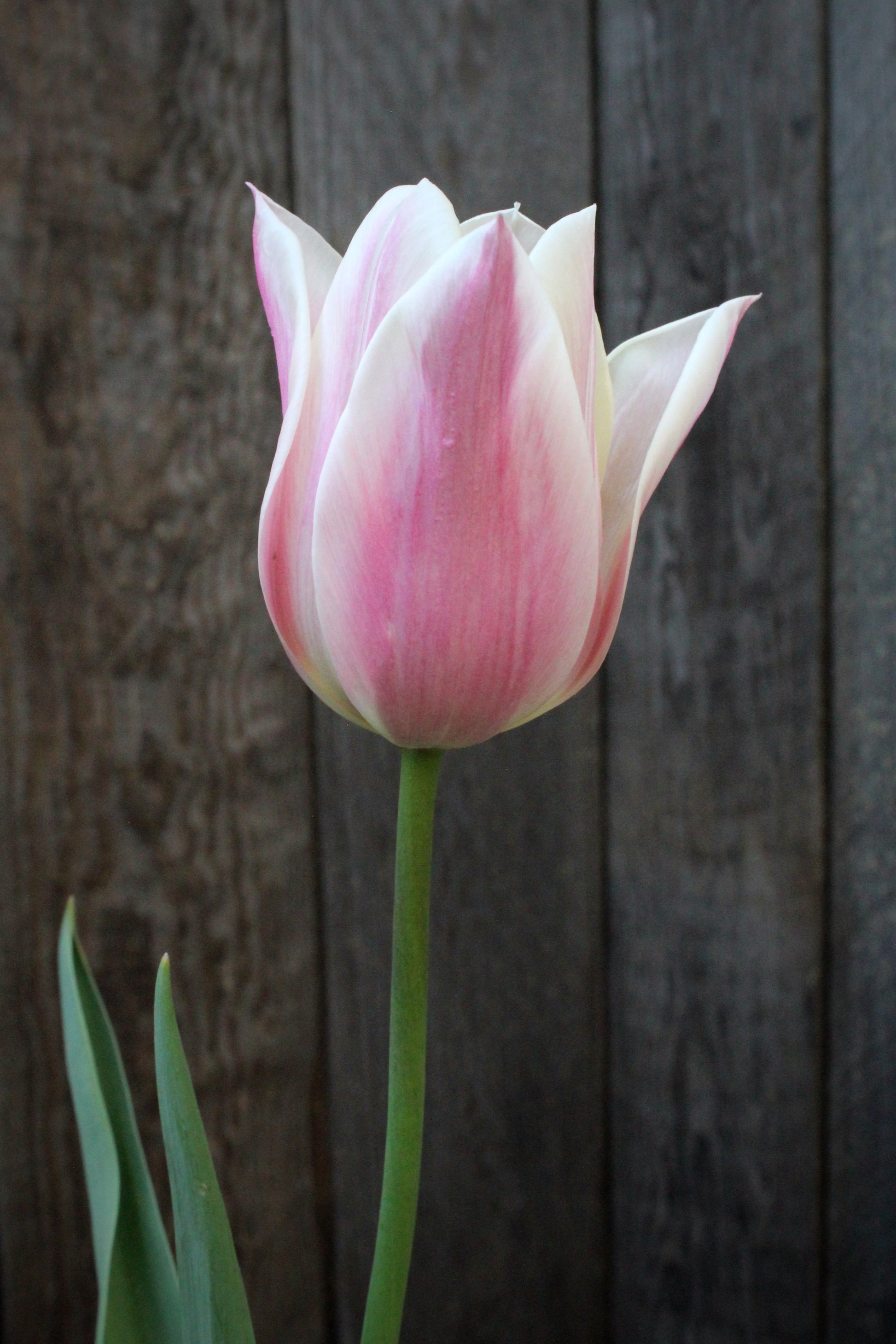 Tulipa 'Sanne' 12/+