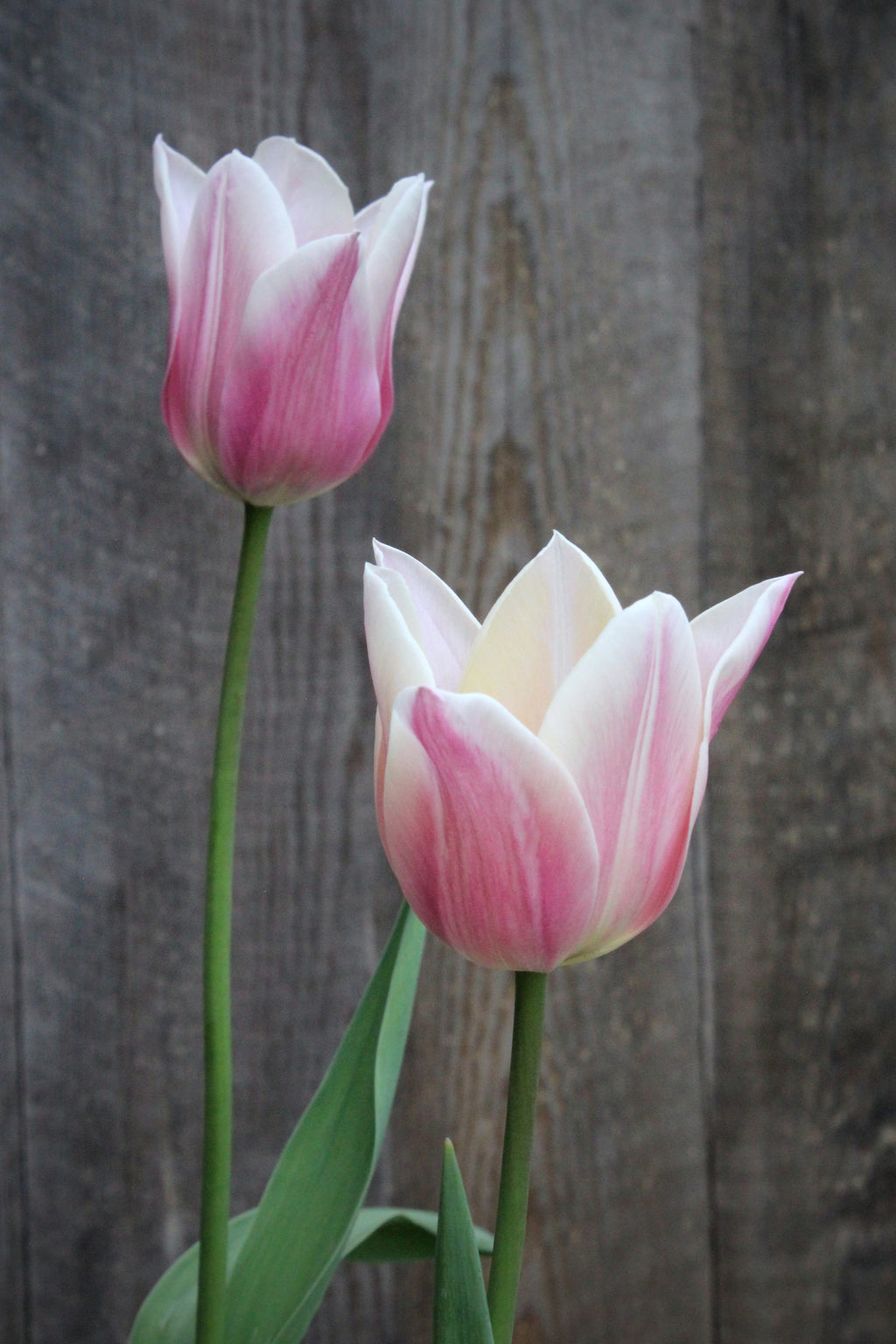 Tulipa 'Sanne' 12/+