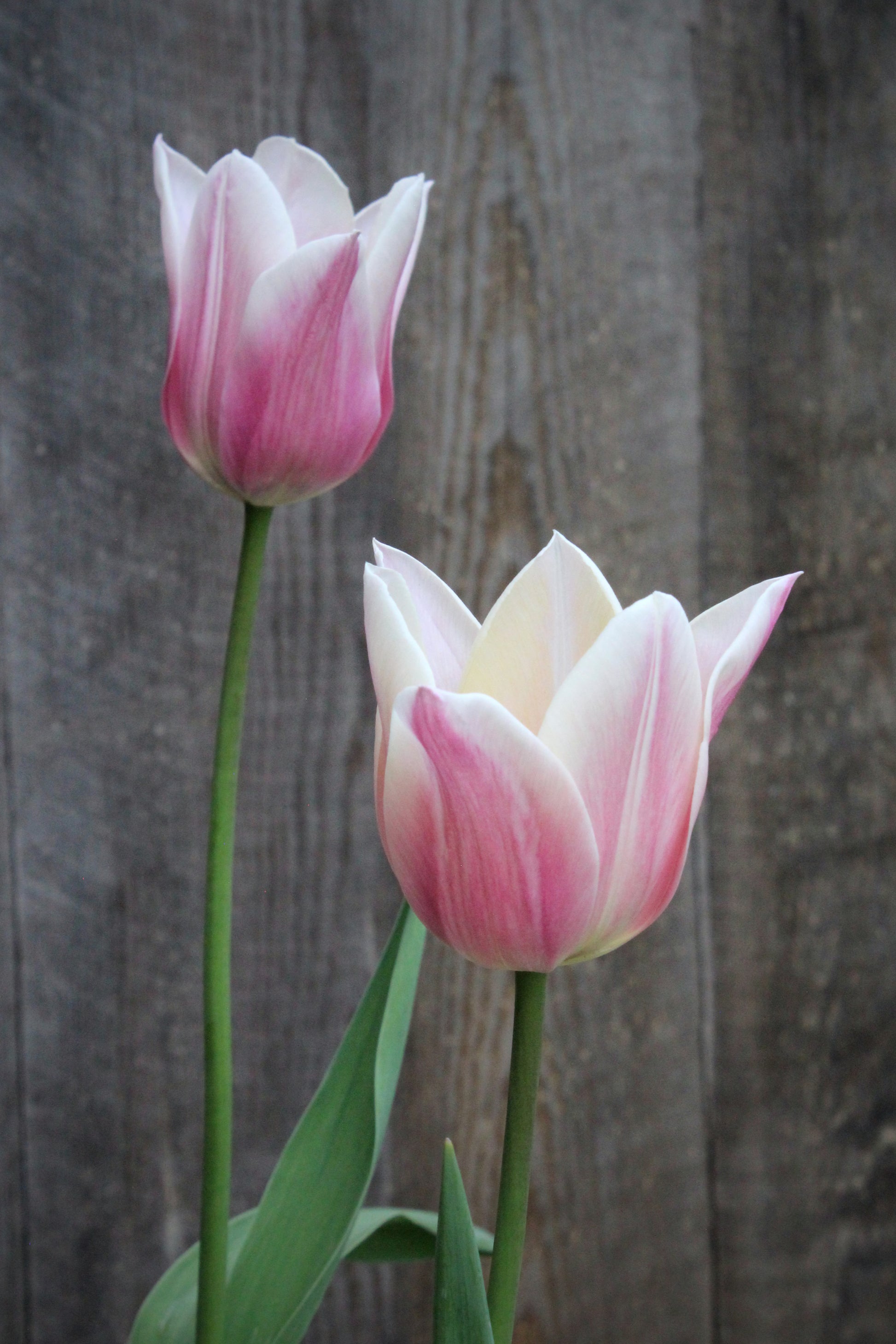 Tulipa 'Sanne' 12/+