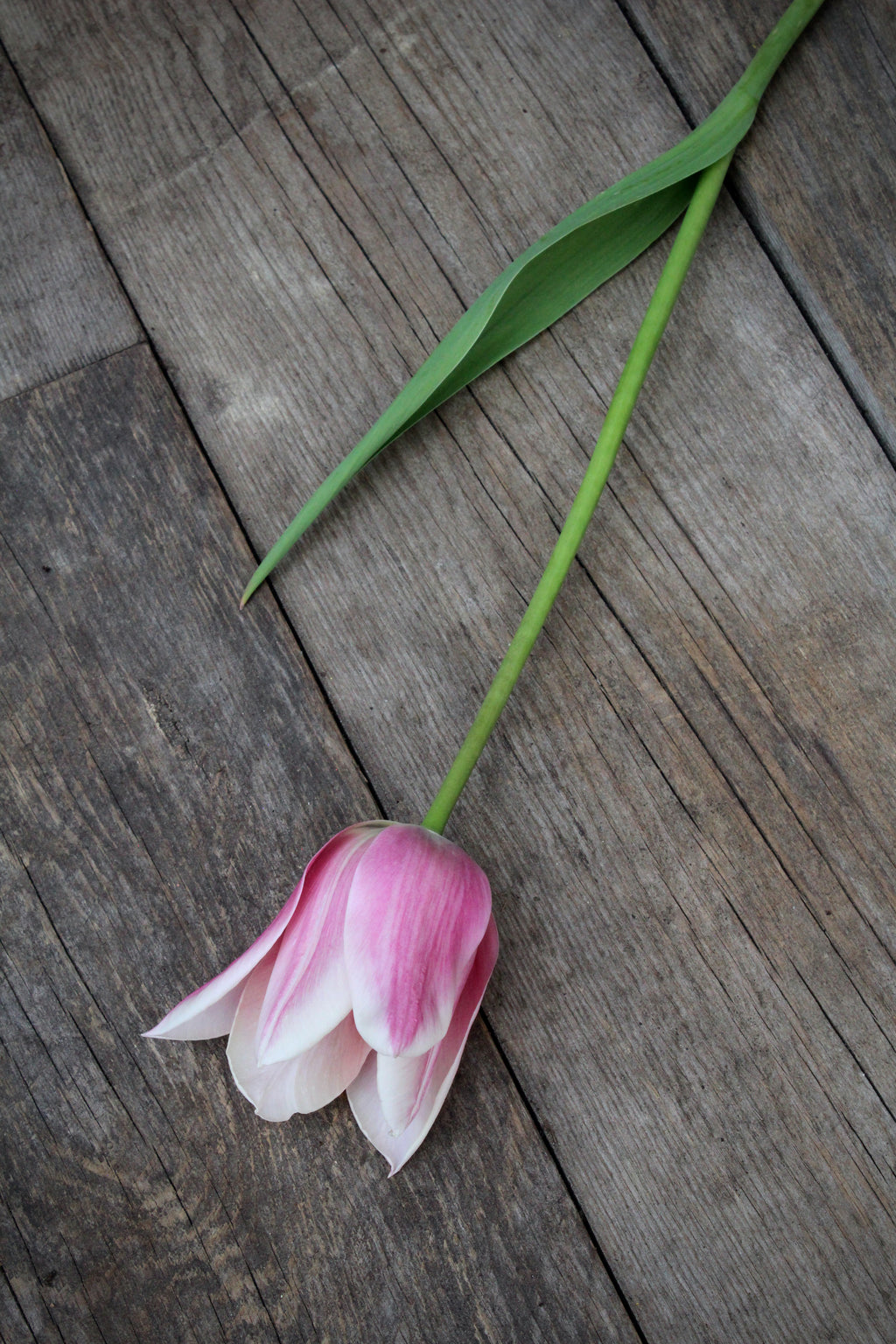 Tulipa 'Sanne' 12/+