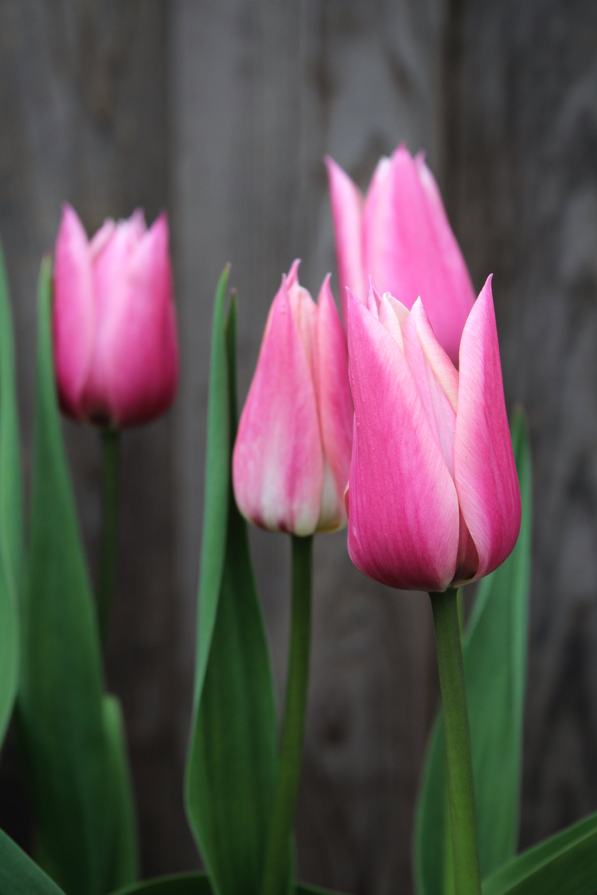 Tulipa 'Sanne' 12/+