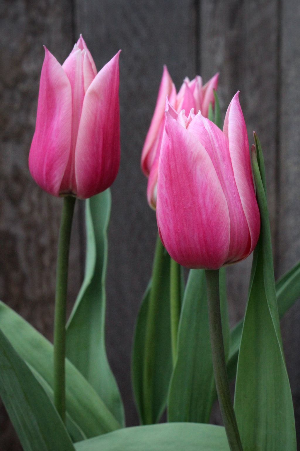 Tulipa 'Sanne' 12/+