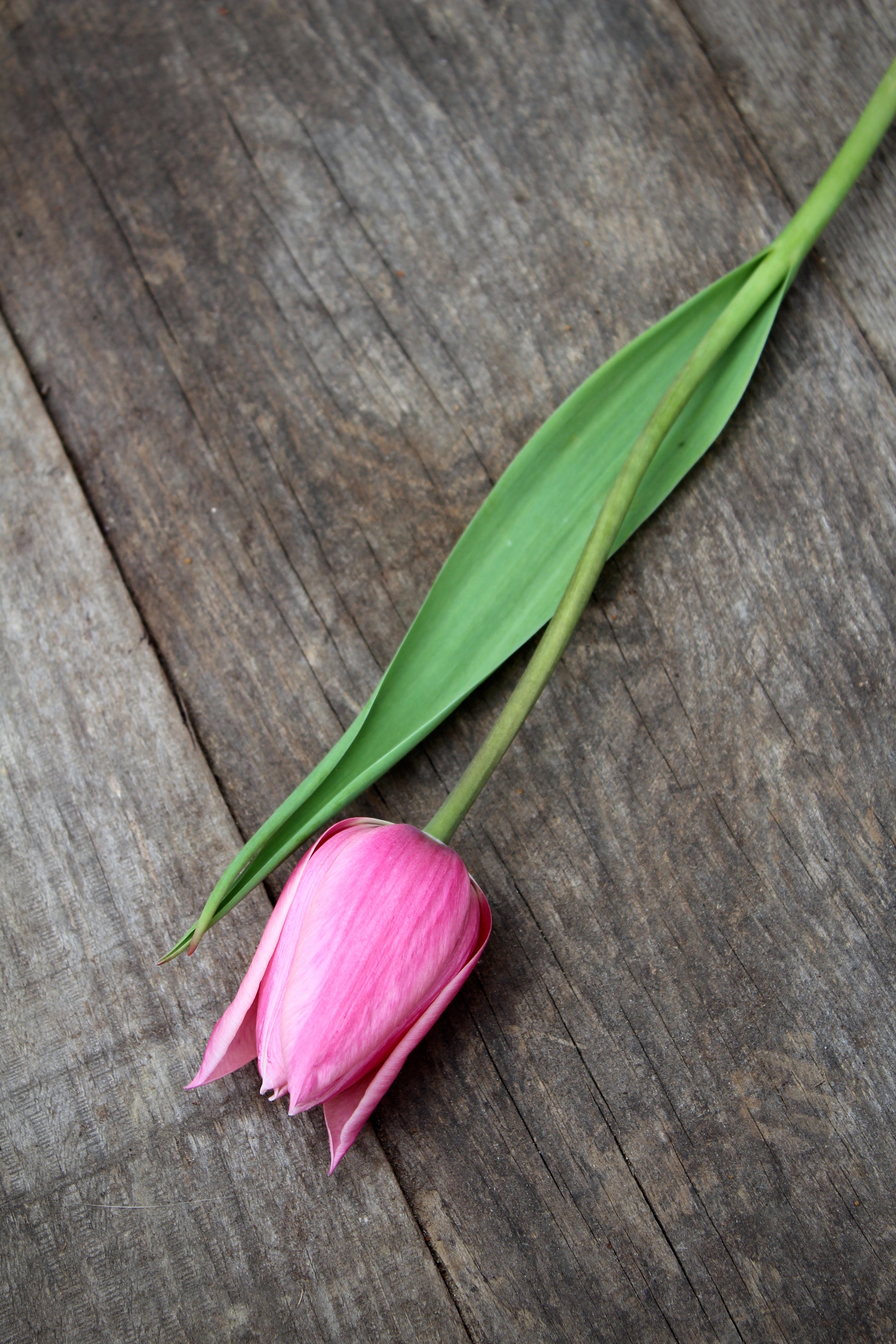Tulipa 'Sanne' 12/+