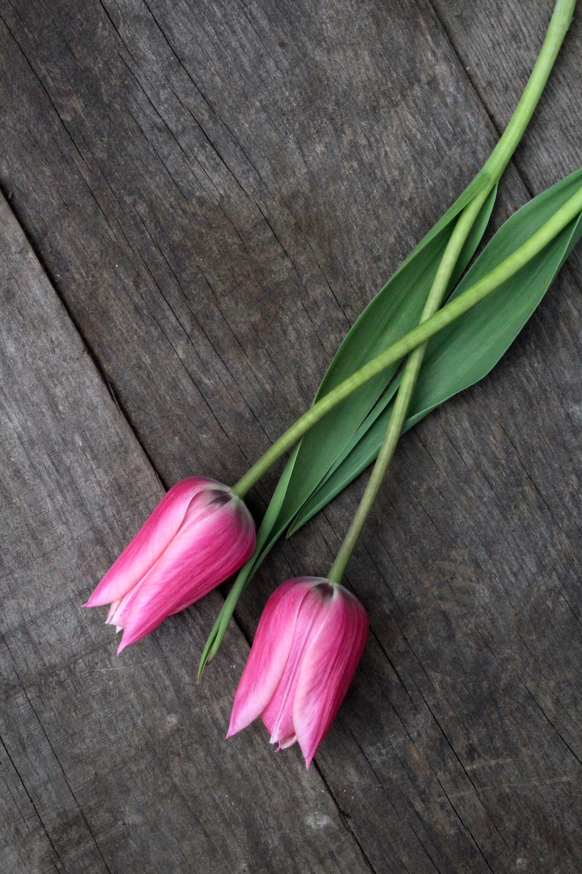 Tulipa 'Sanne' 12/+