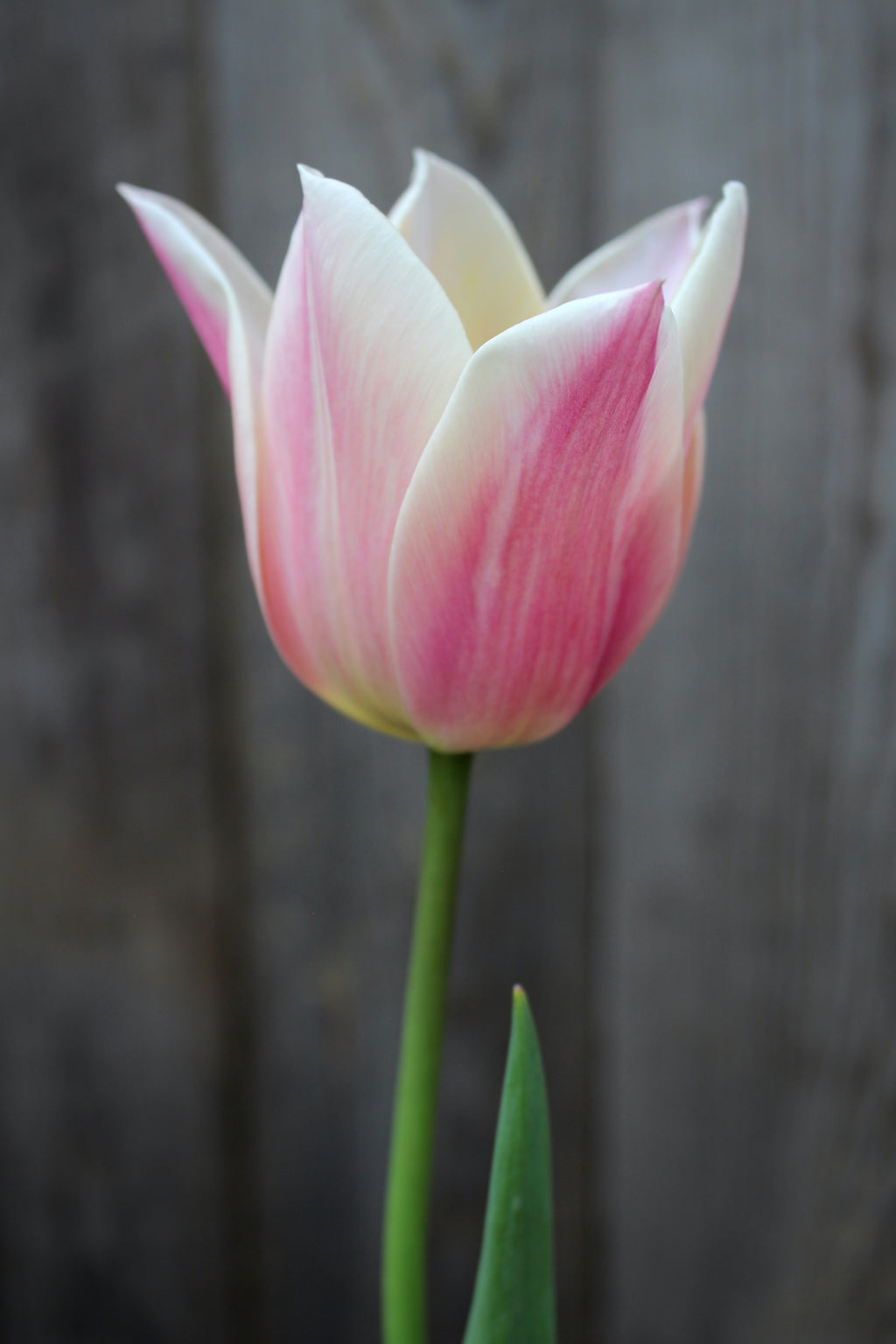Tulipa 'Sanne' 12/+