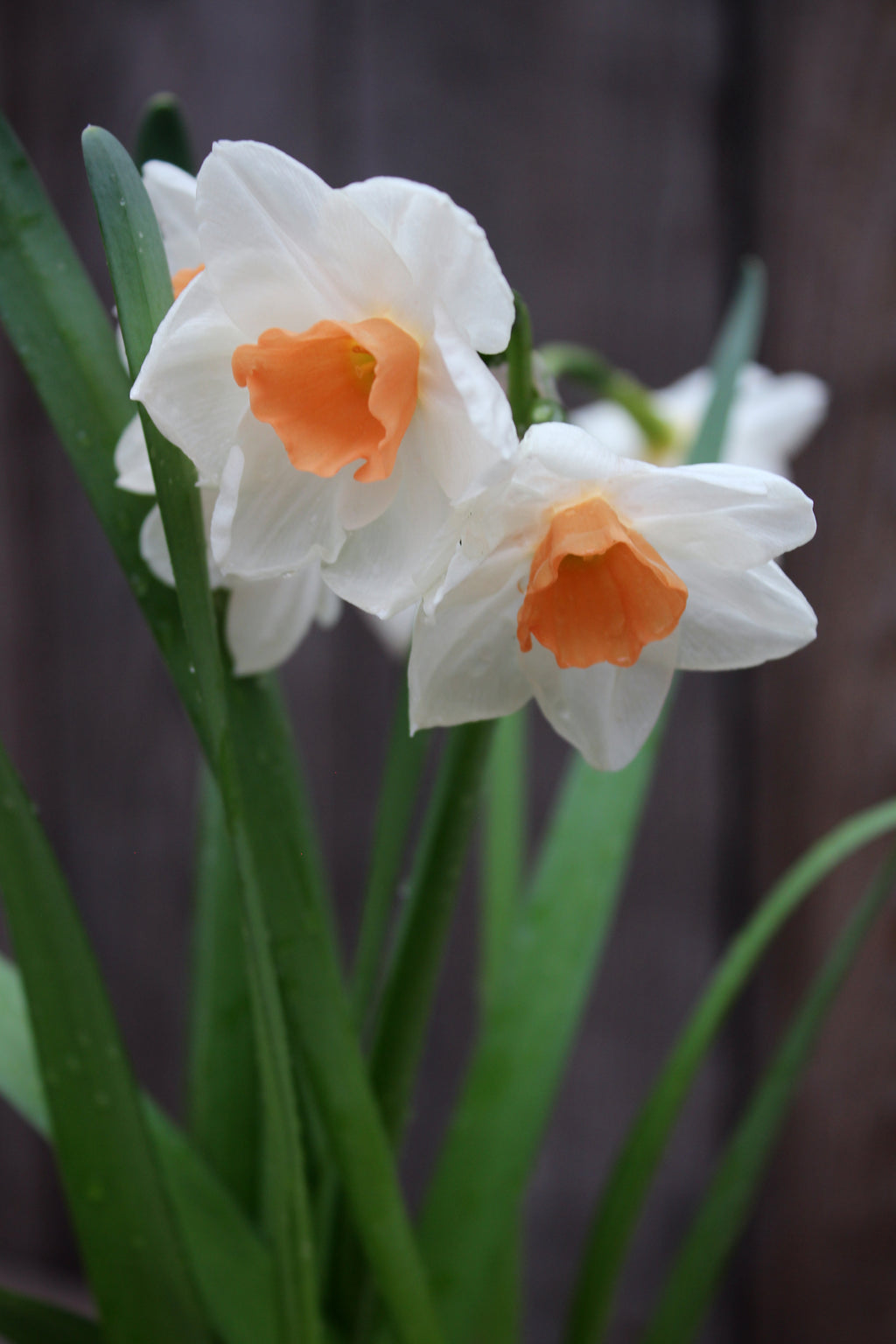 Narcissus 'Kapiti Peach' 12/14