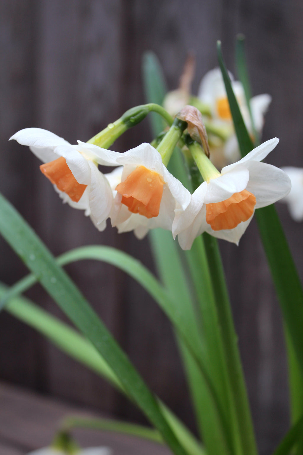 Narcissus 'Kapiti Peach' 12/14