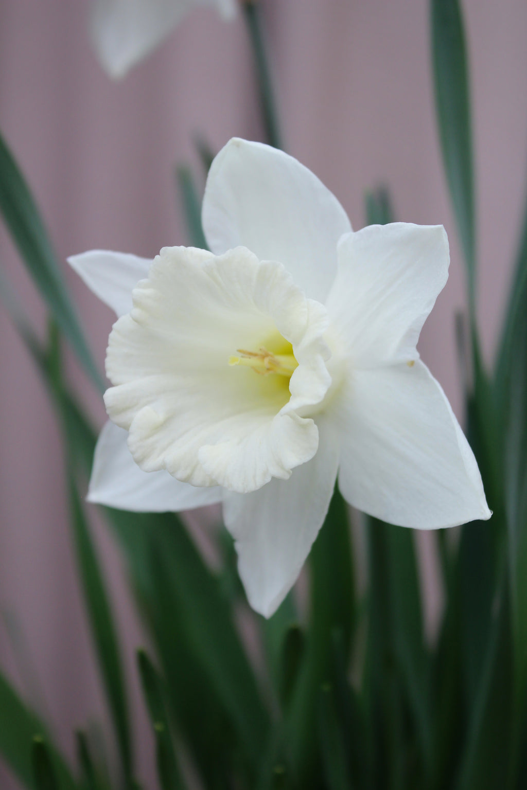 Narcissus 'Watch Up' 12/14
