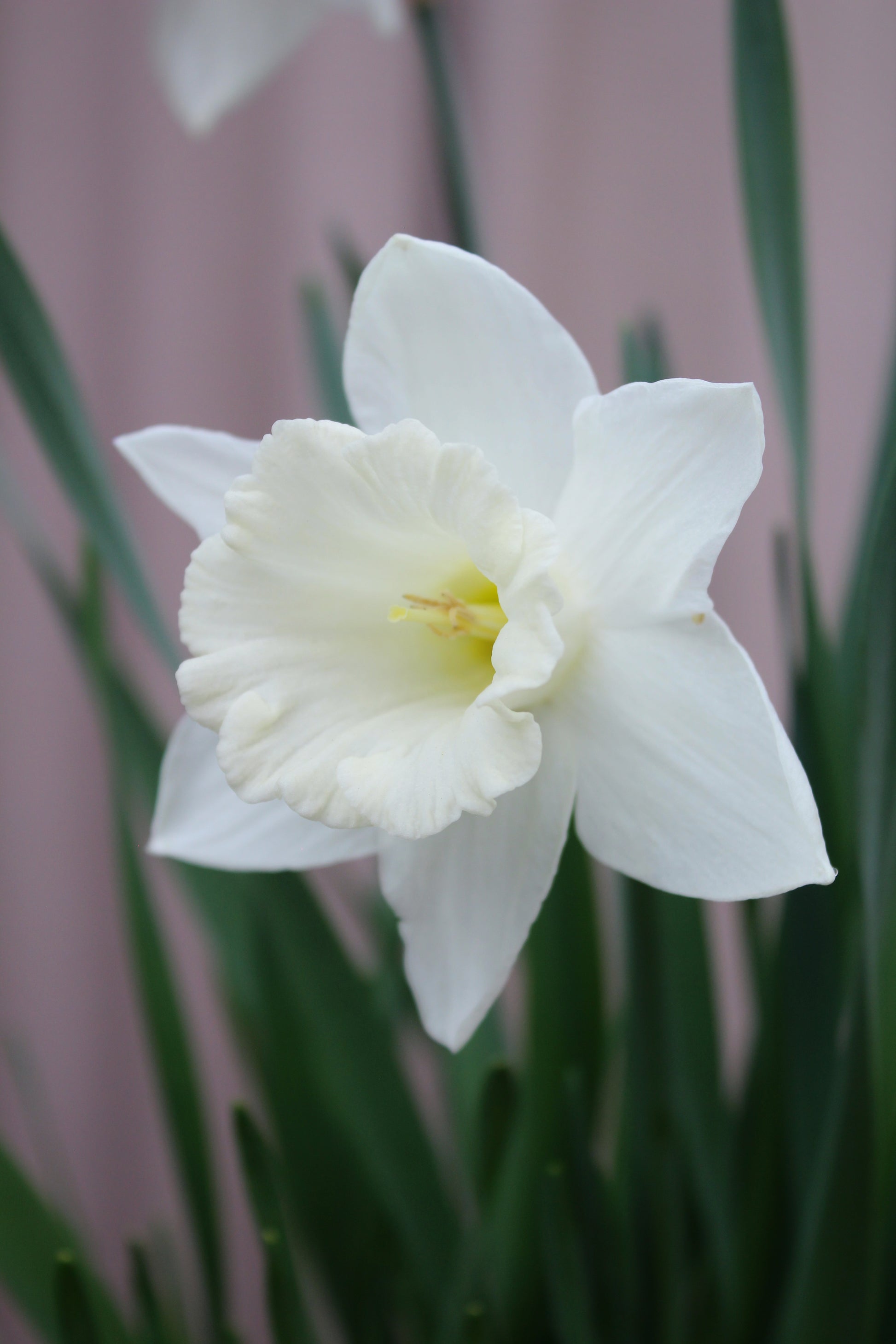 Narcissus 'Watch Up' 12/14