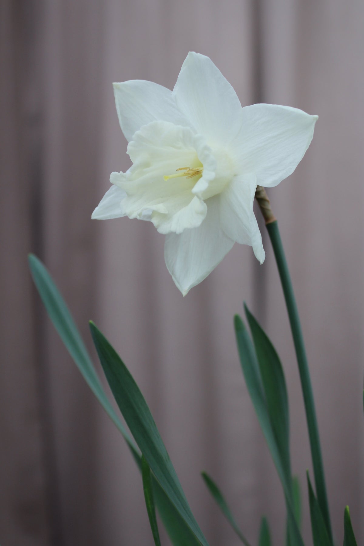 Narcissus 'Watch Up' 12/14