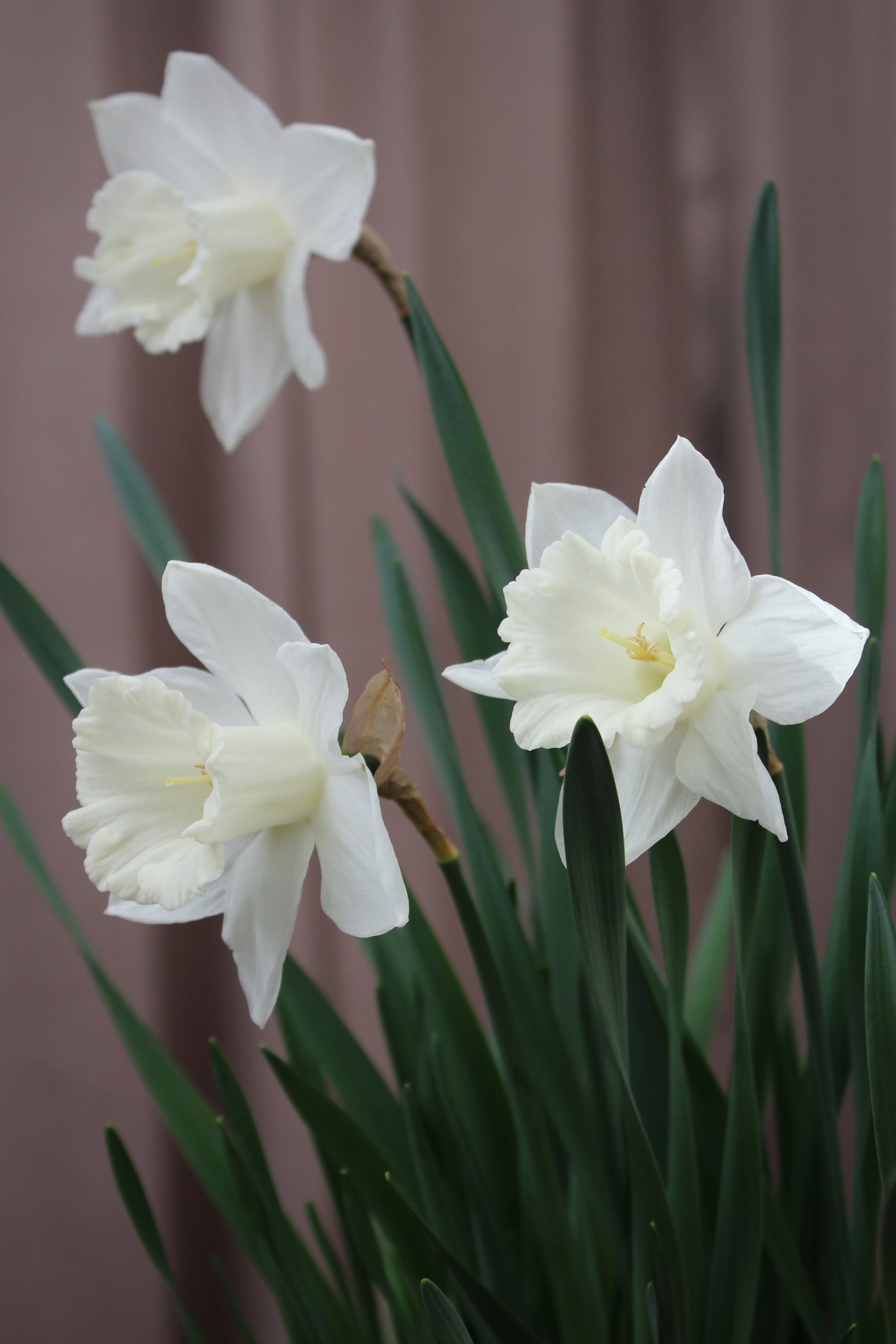 Narcissus 'Watch Up' 12/14