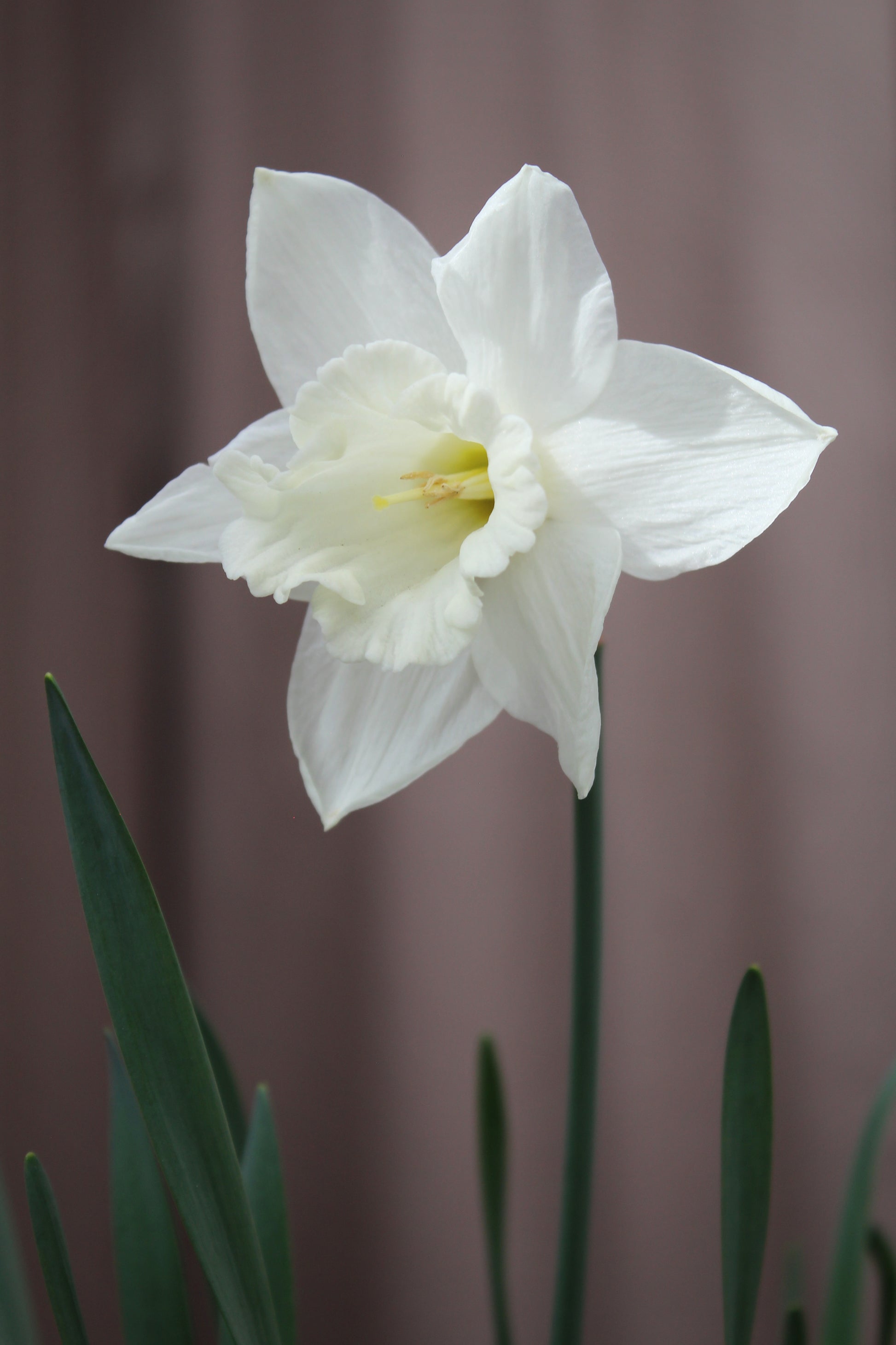 Narcissus 'Watch Up' 12/14