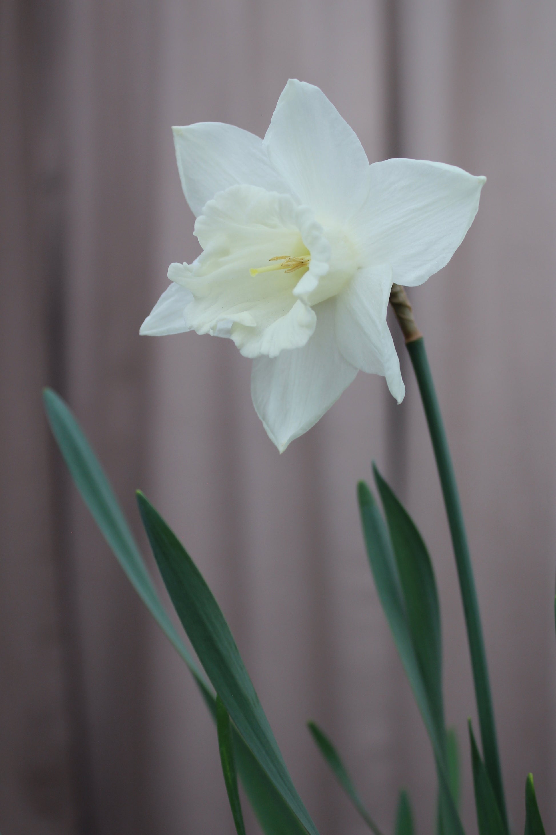Narcissus 'Watch Up' 12/14