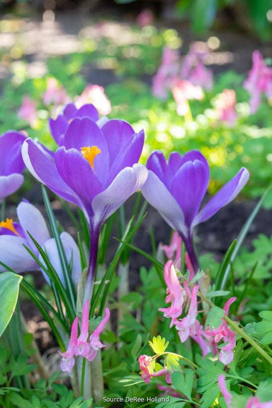 Crocus 'Whale Shark' 7/8