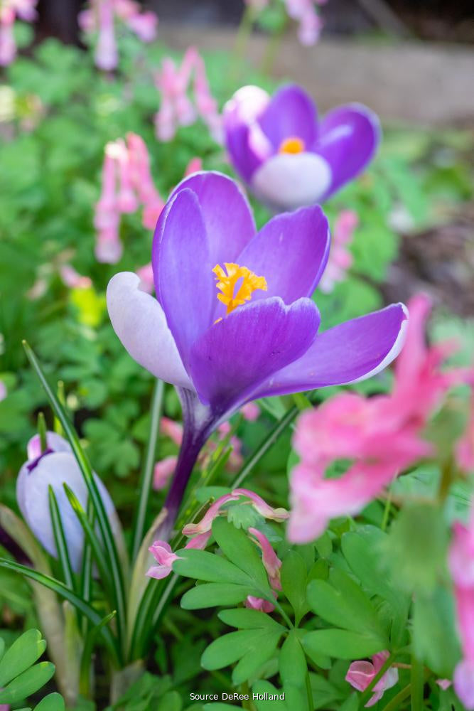 Crocus 'Whale Shark' 7/8
