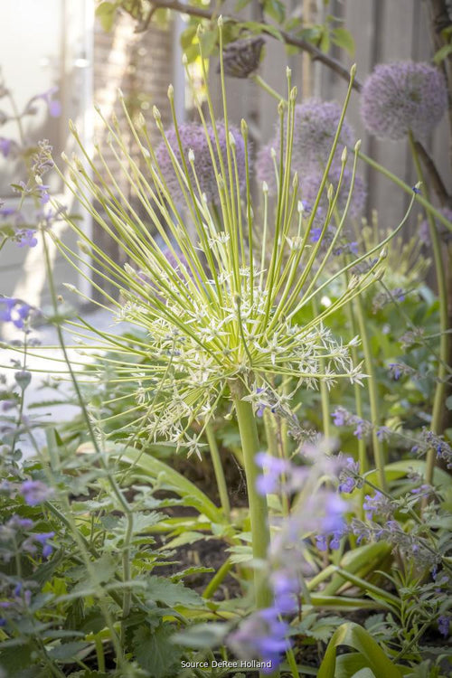 Allium 'Arctic Snow' 12/+