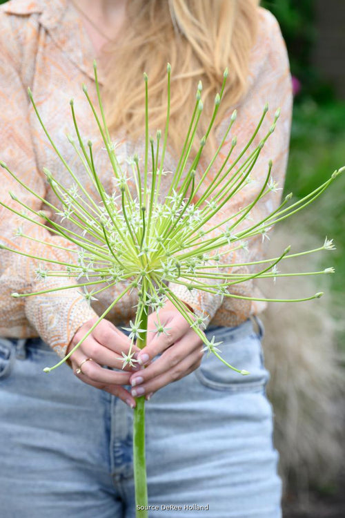 Allium 'Arctic Snow' 12/+