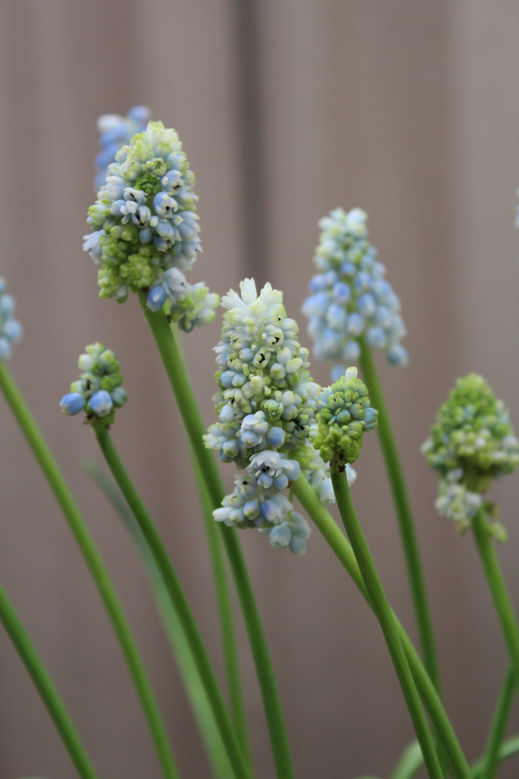 Muscari 'Nature's Beauty' 7/8
