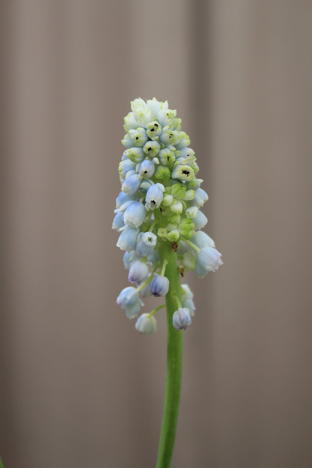 Muscari 'Nature's Beauty' 7/8