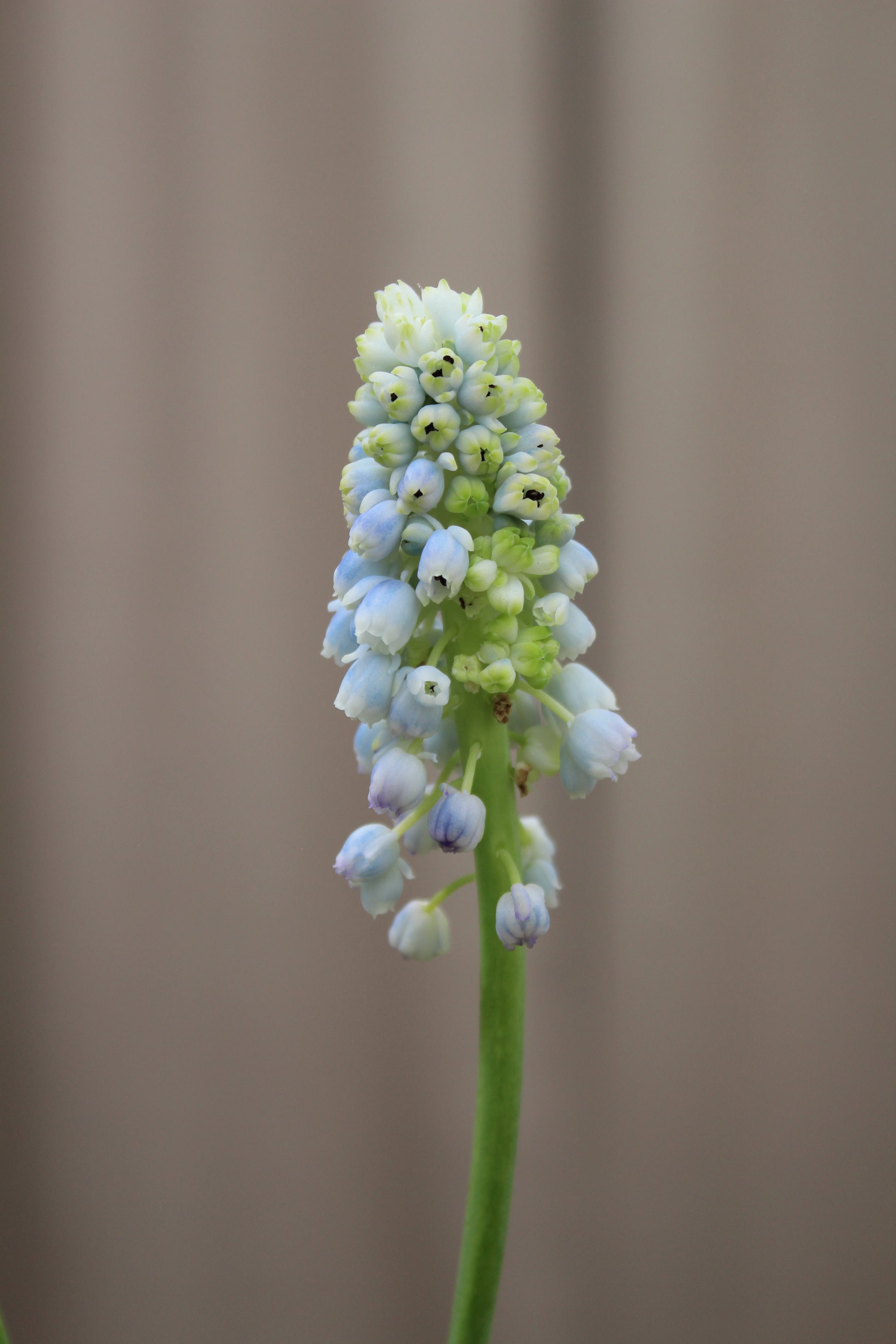Muscari 'Nature's Beauty' 7/8