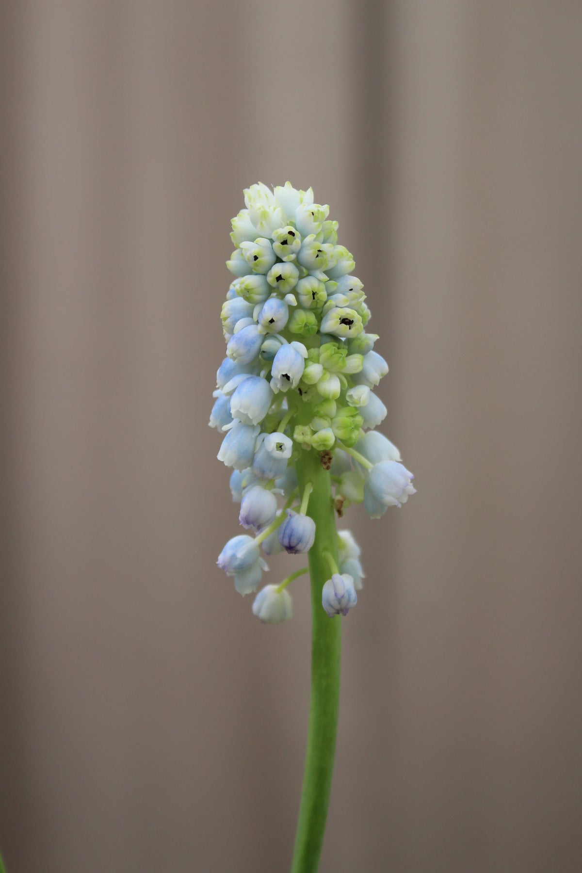Muscari 'Nature's Beauty' 7/8