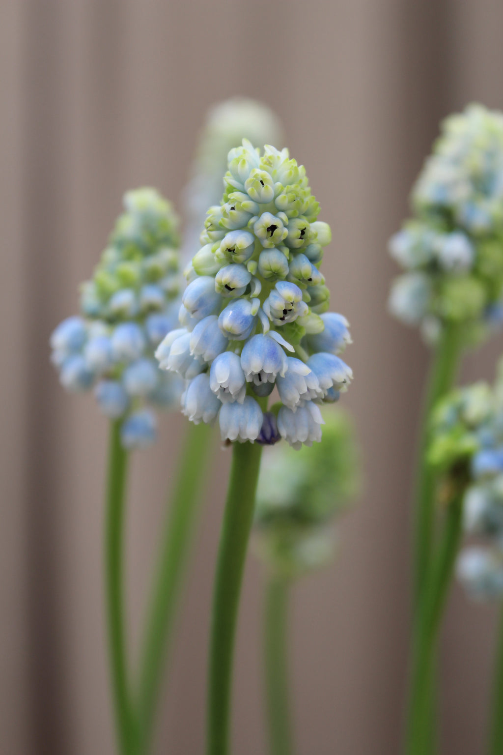 Muscari 'Nature's Beauty' 7/8