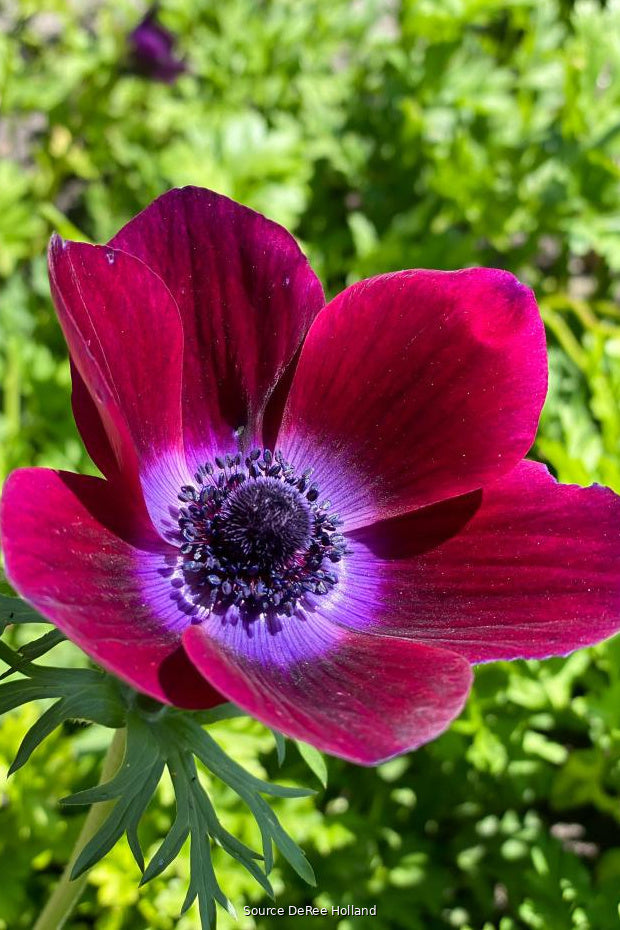 Anemone 'Bordeaux' 4/5