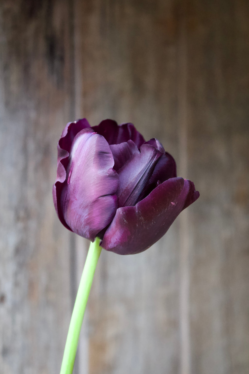 Tulipa 'Paul Scherer' 11/12