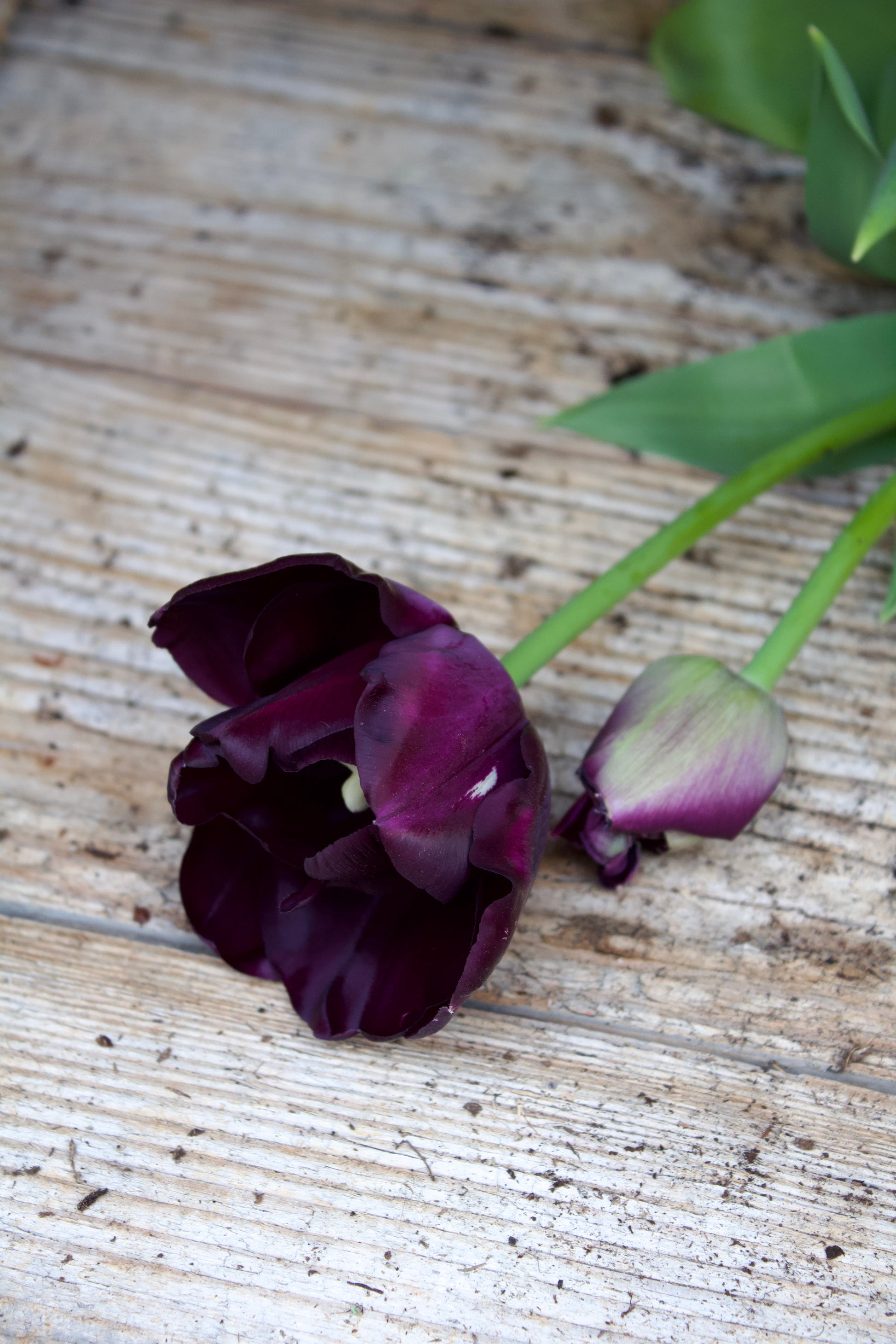 Tulipa 'Paul Scherer' 11/12