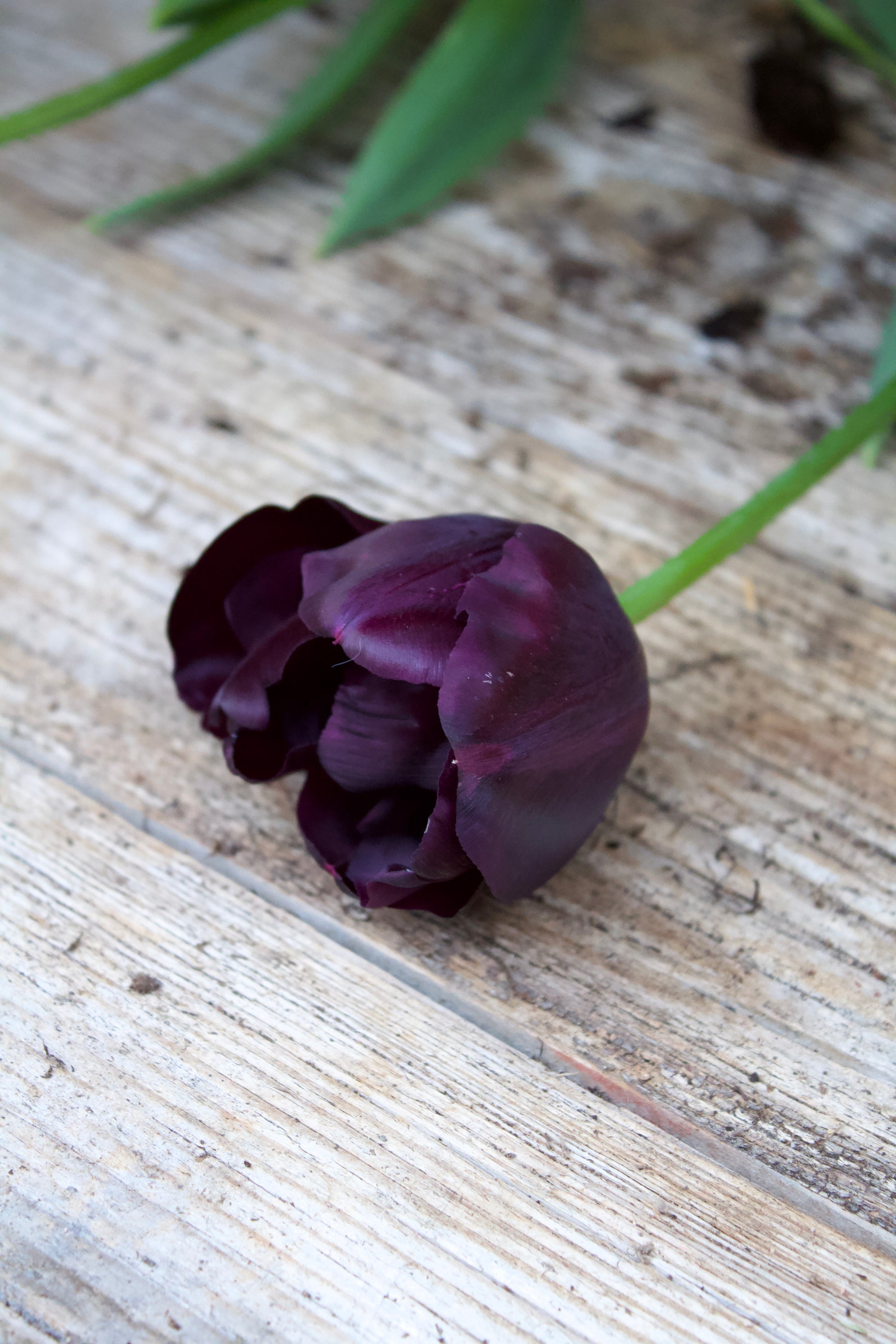 Tulipa 'Paul Scherer' 11/12