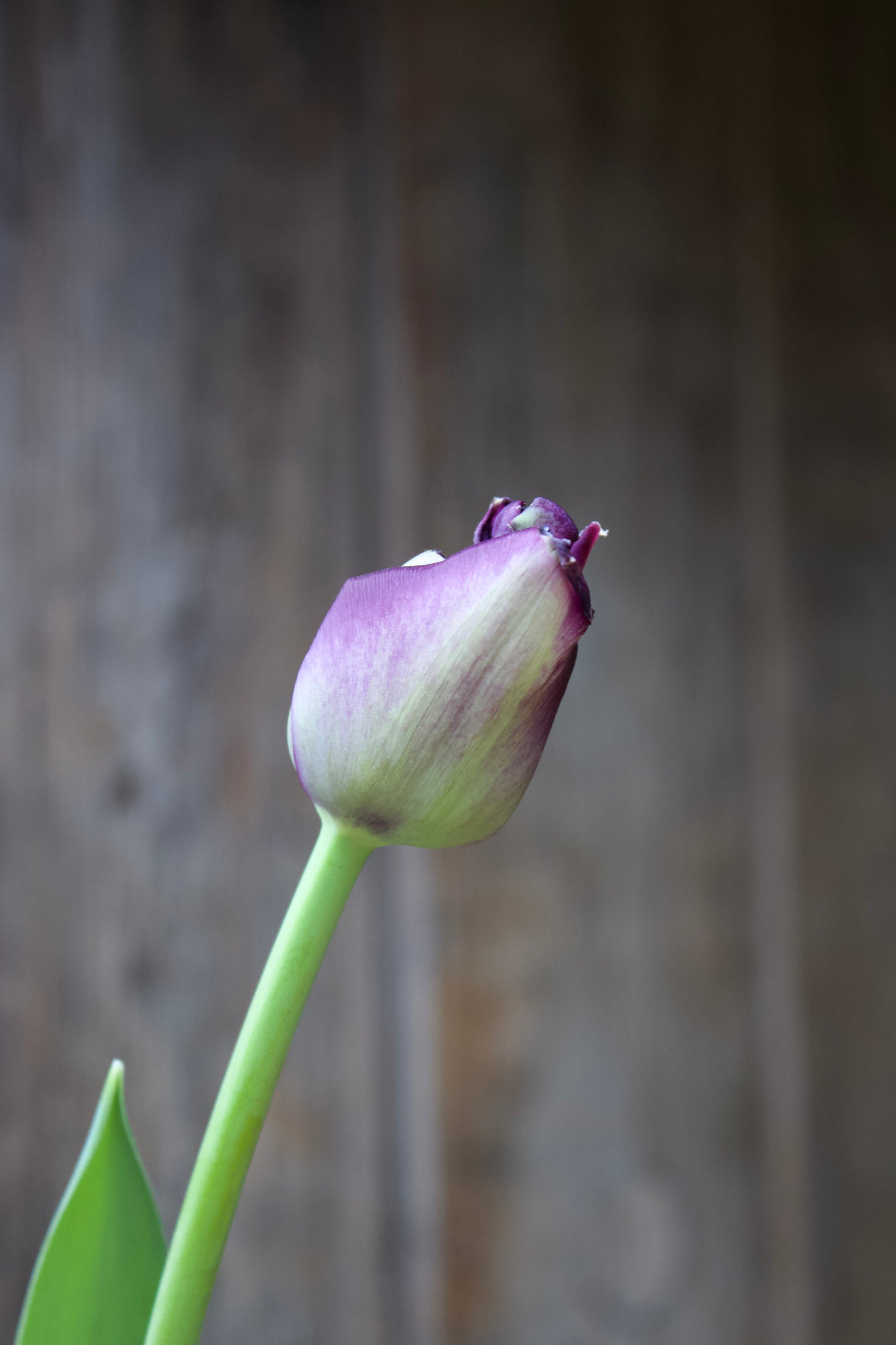 Tulipa 'Paul Scherer' 11/12