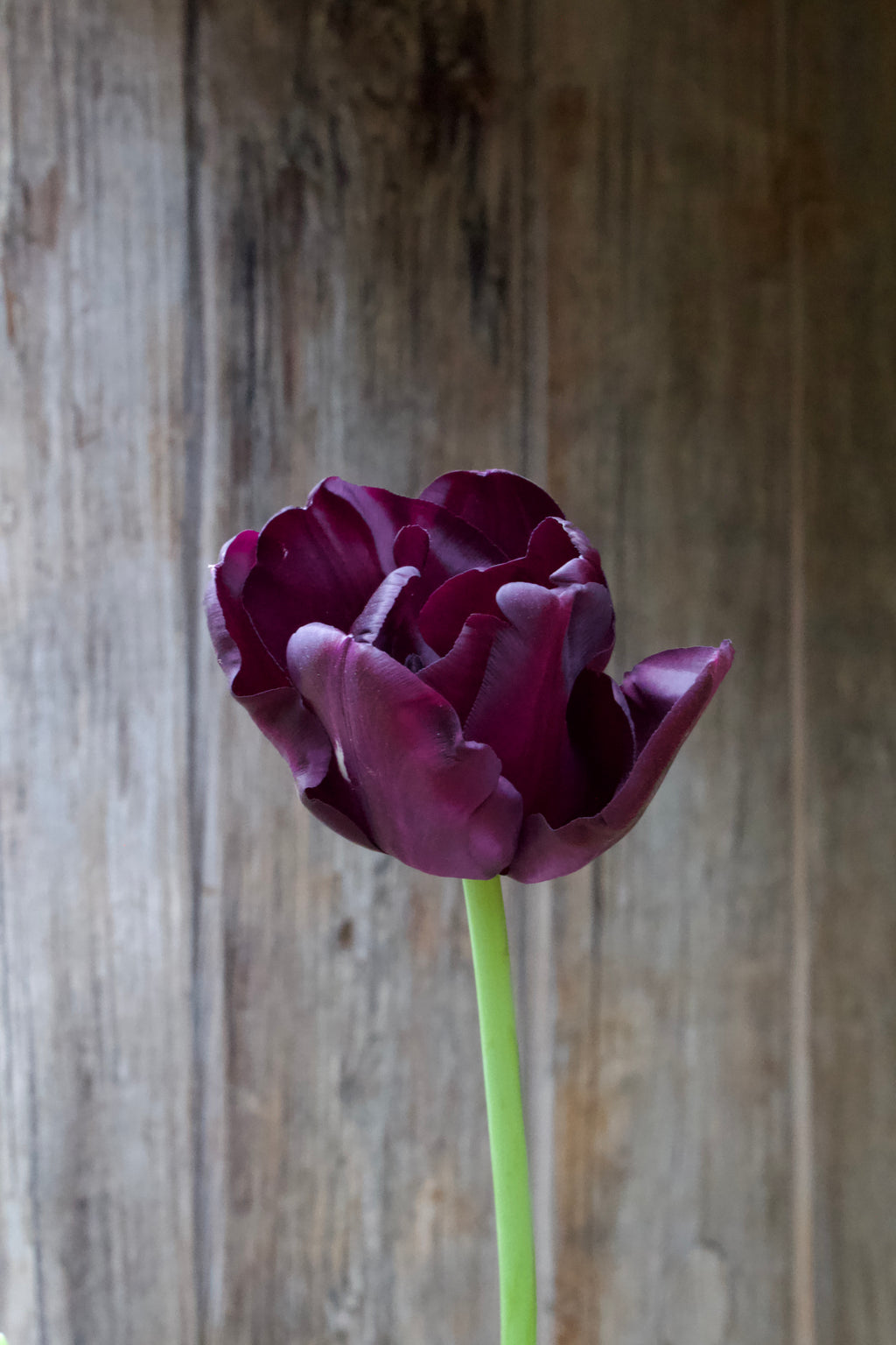 Tulipa 'Paul Scherer' 11/12