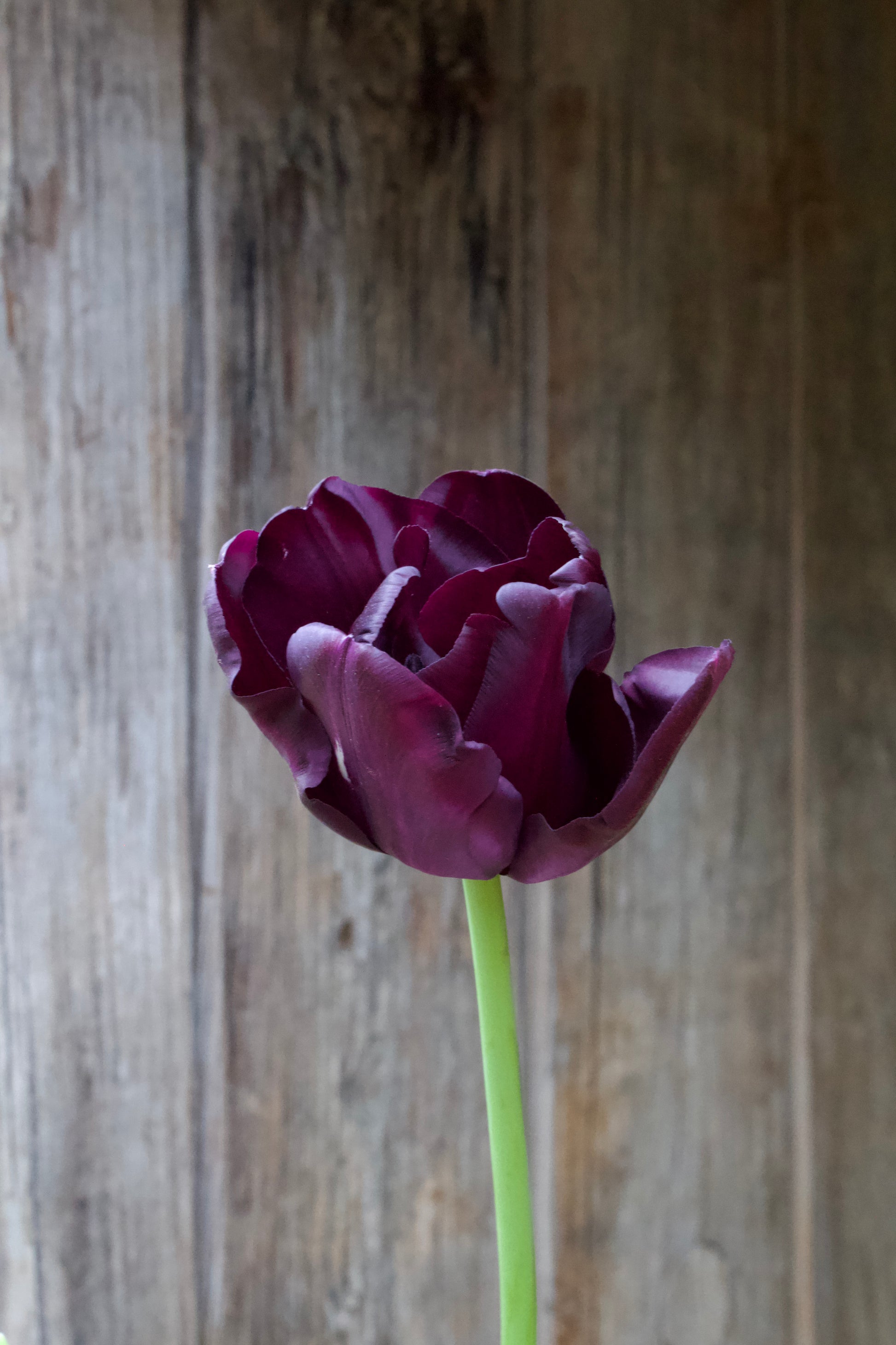 Tulipa 'Paul Scherer' 11/12