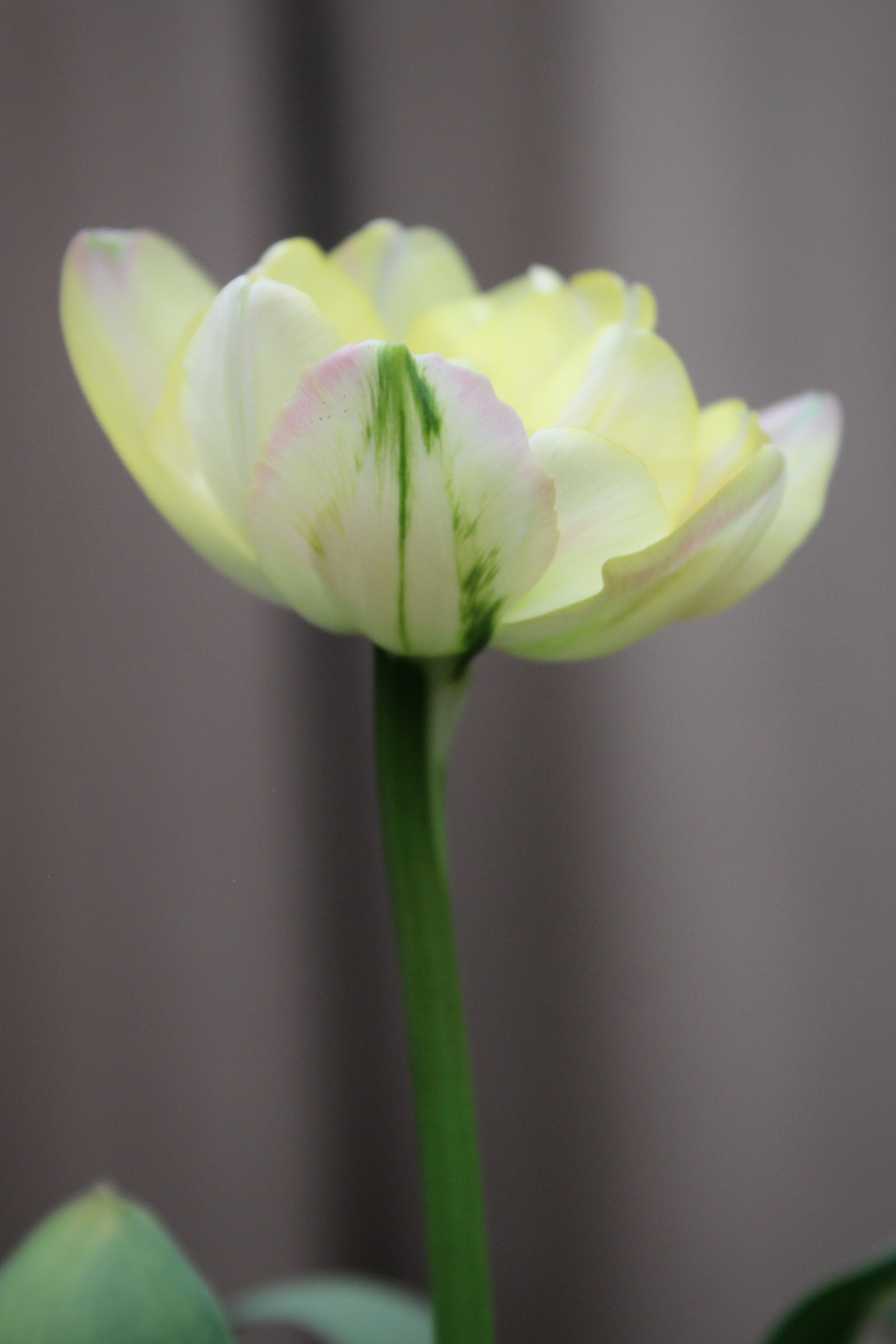 Tulipa 'Creme Upstar' 11/12