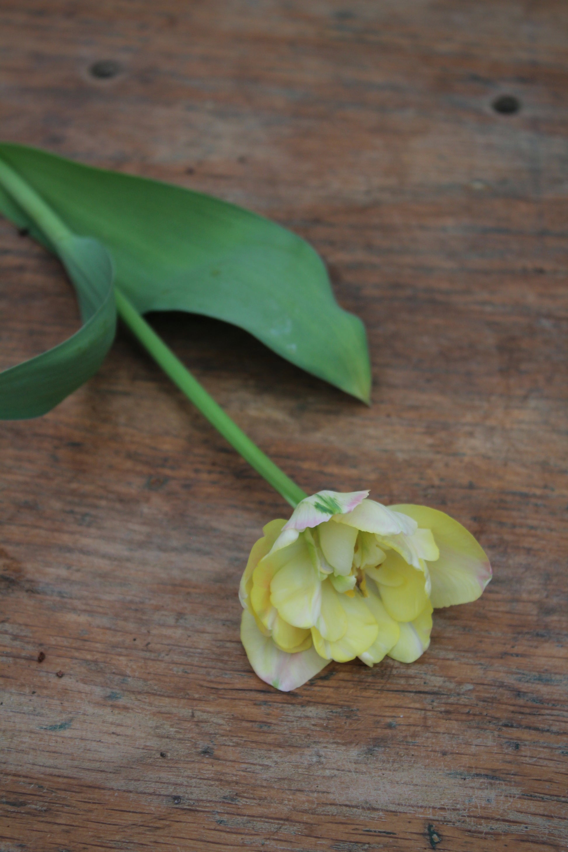 Tulipa 'Creme Upstar' 11/12