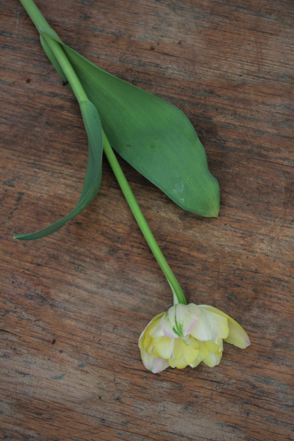 Tulipa 'Creme Upstar' 11/12