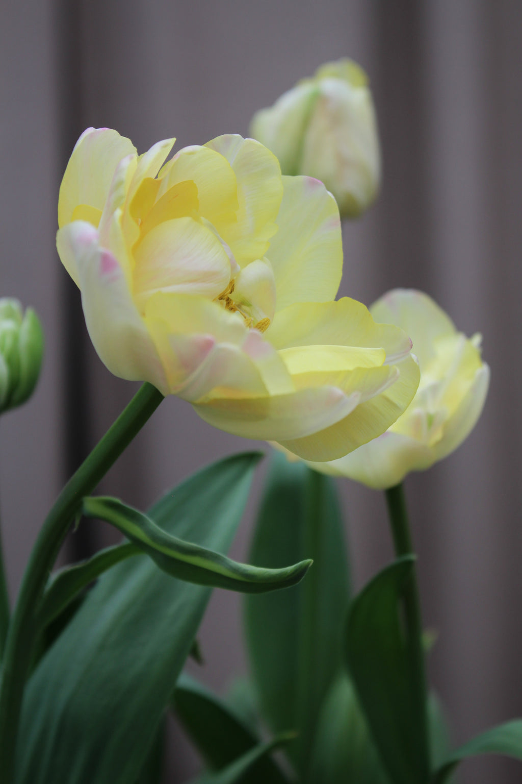 Tulipa 'Creme Upstar' 11/12