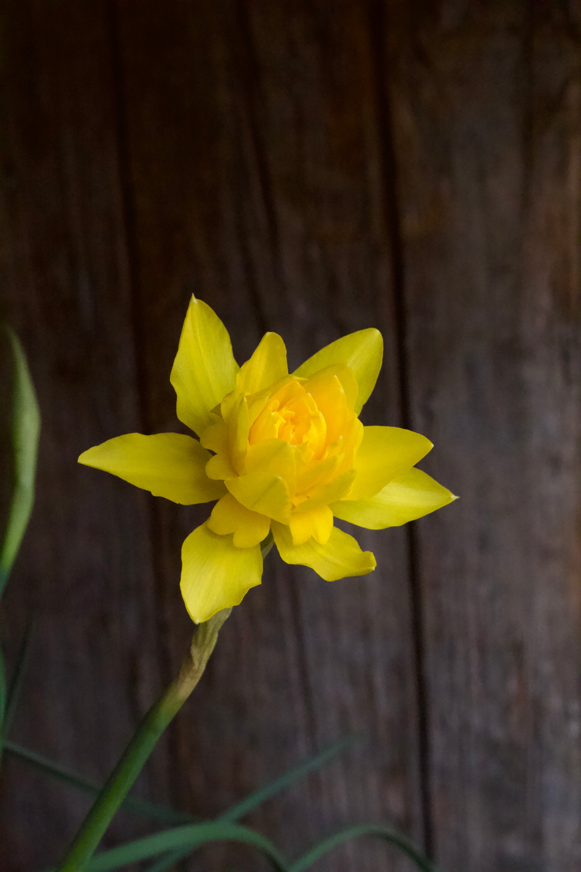 Narcissus 'Double Campernelle'