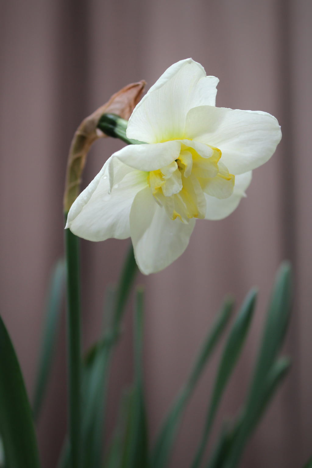 Narcissus 'Papillon Blanc' 12/14