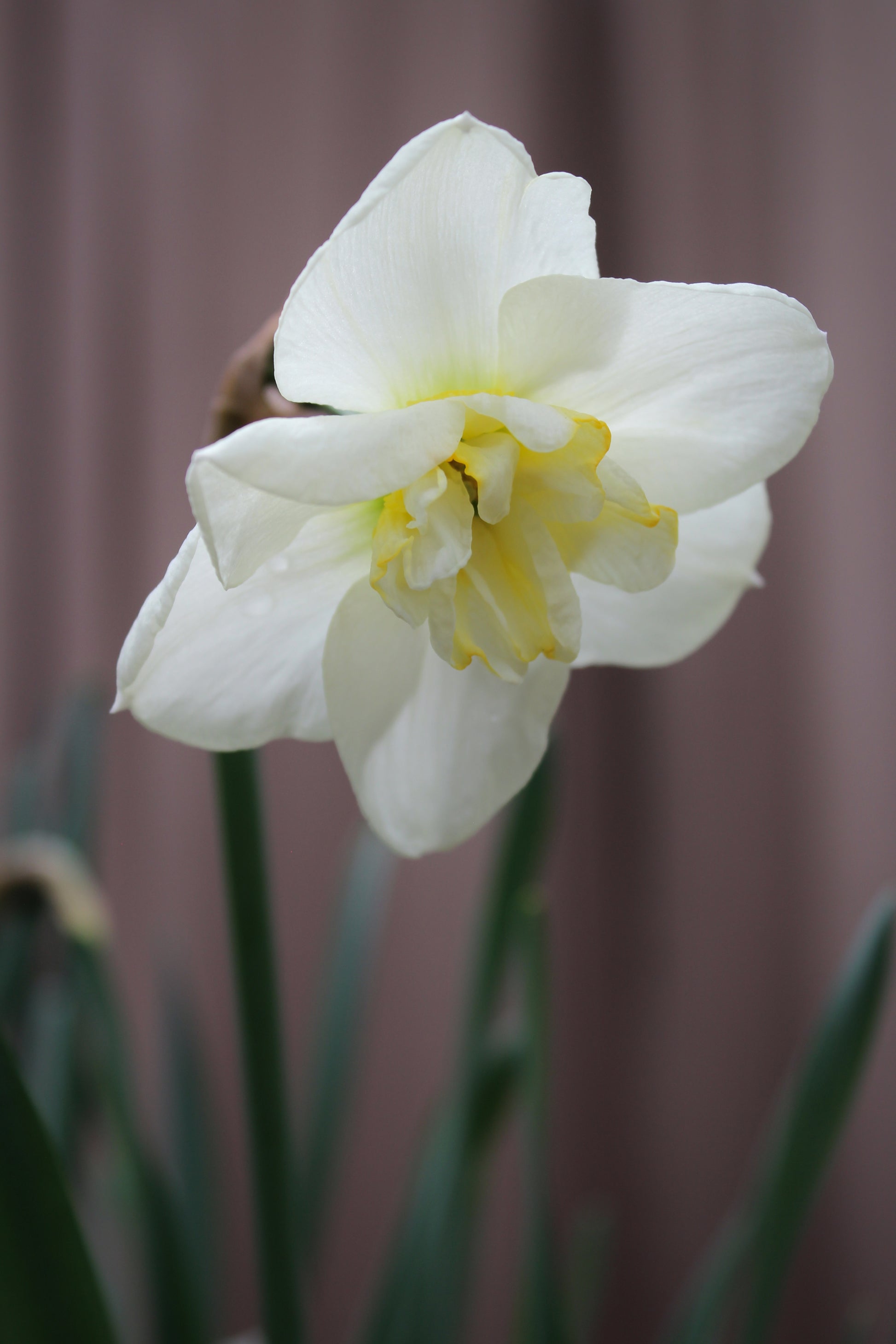 Narcissus 'Papillon Blanc' 12/14