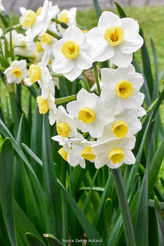 Narcissus 'Avalanche' 13/15