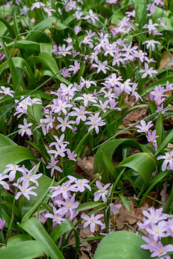 Chionodoxa 'Rosea' 5/+