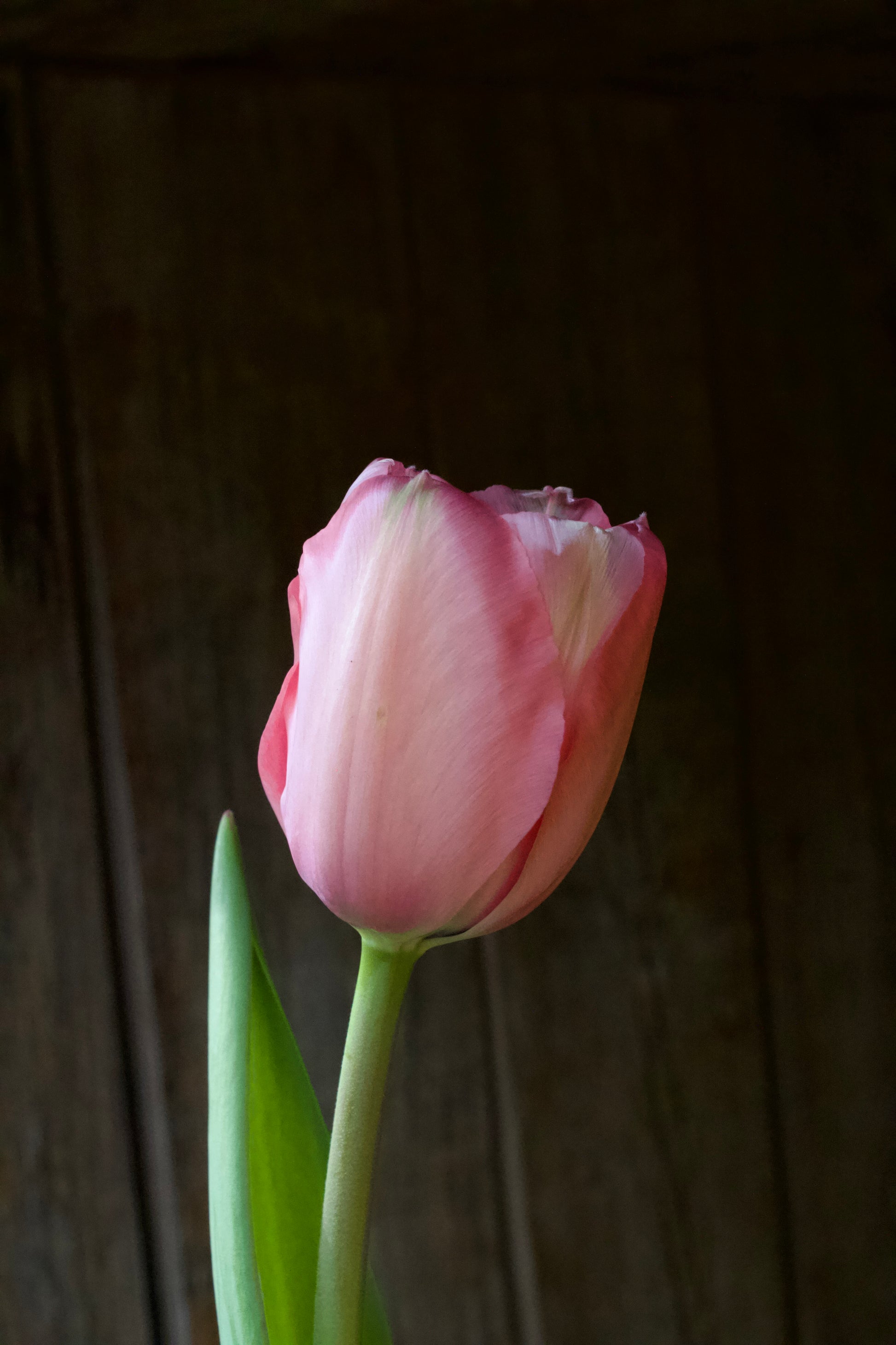 Tulipa 'Pink Impression' 12/+