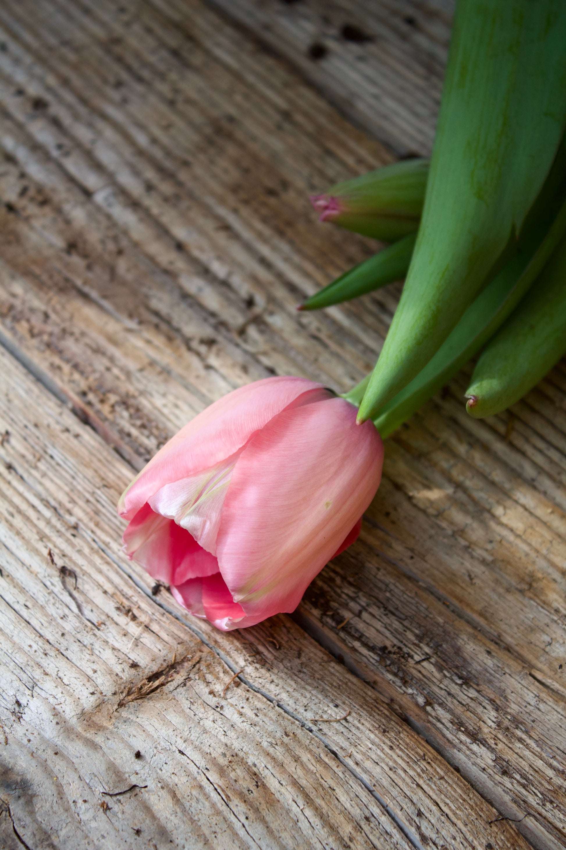 Tulipa 'Pink Impression' 12/+