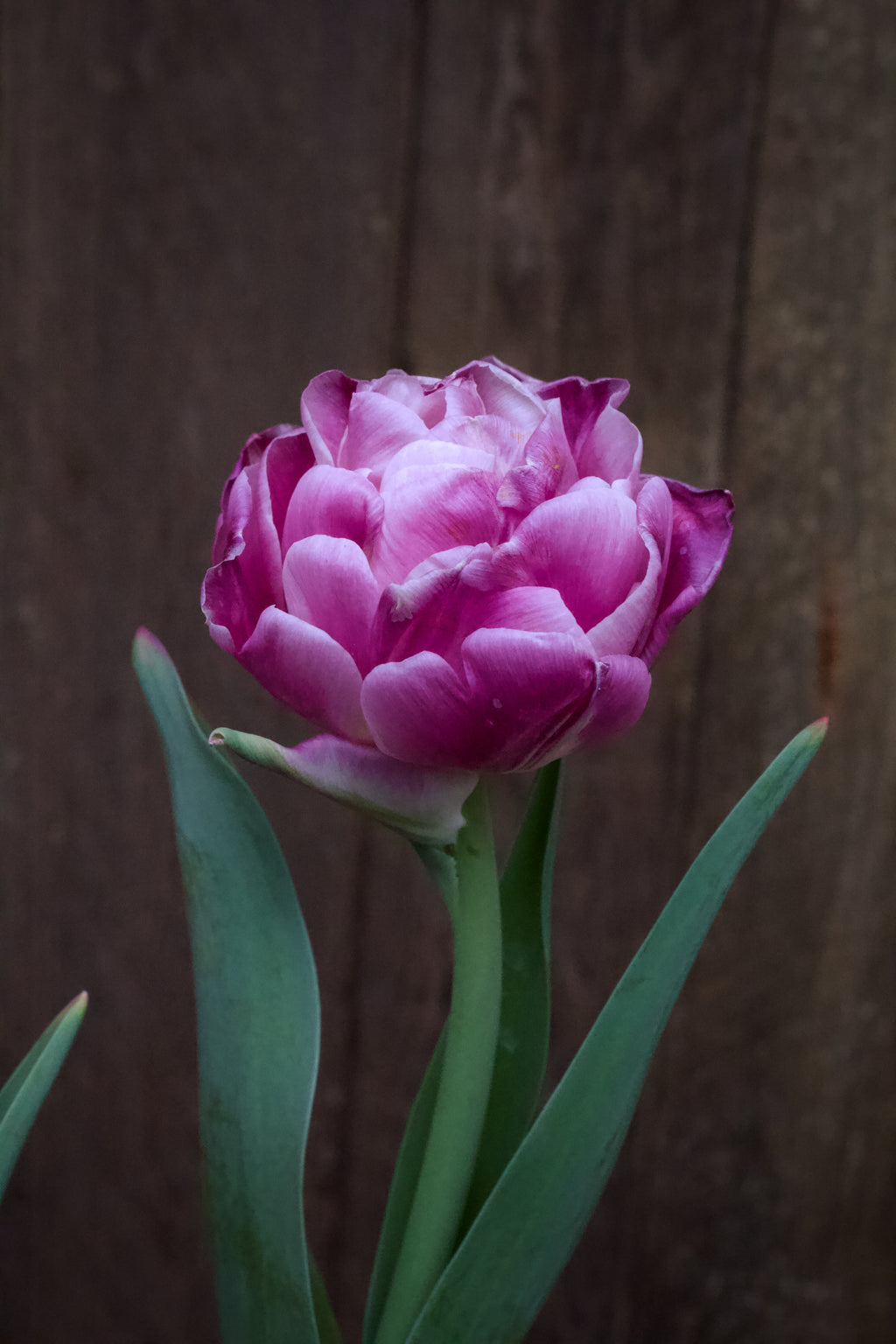 Tulipa 'Foxtrot' 11/12