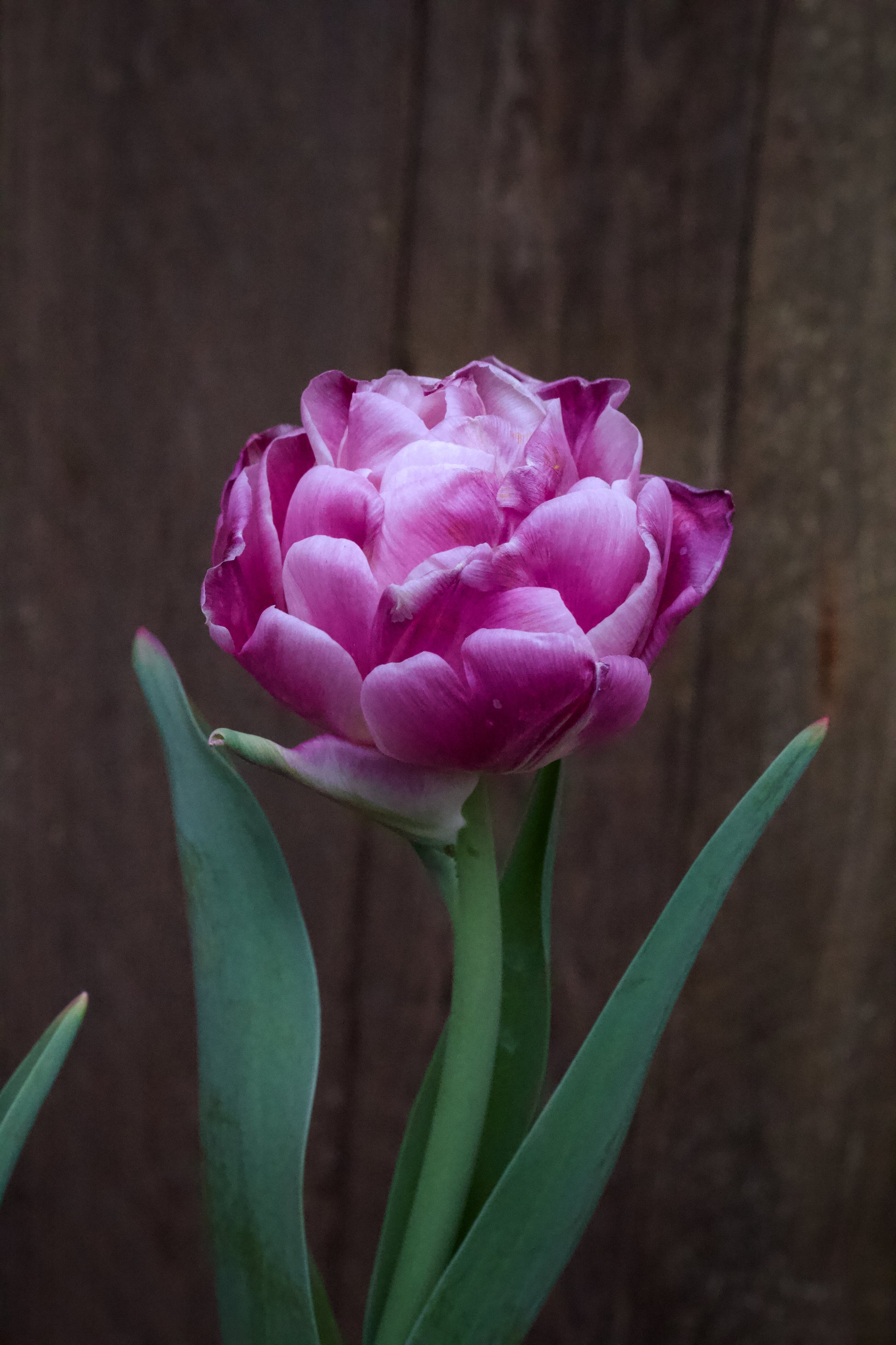 Tulipa 'Foxtrot' 11/12