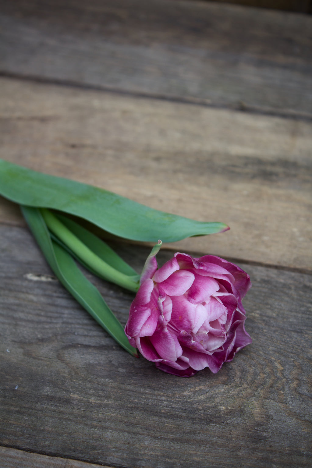 Tulipa 'Foxtrot' 11/12