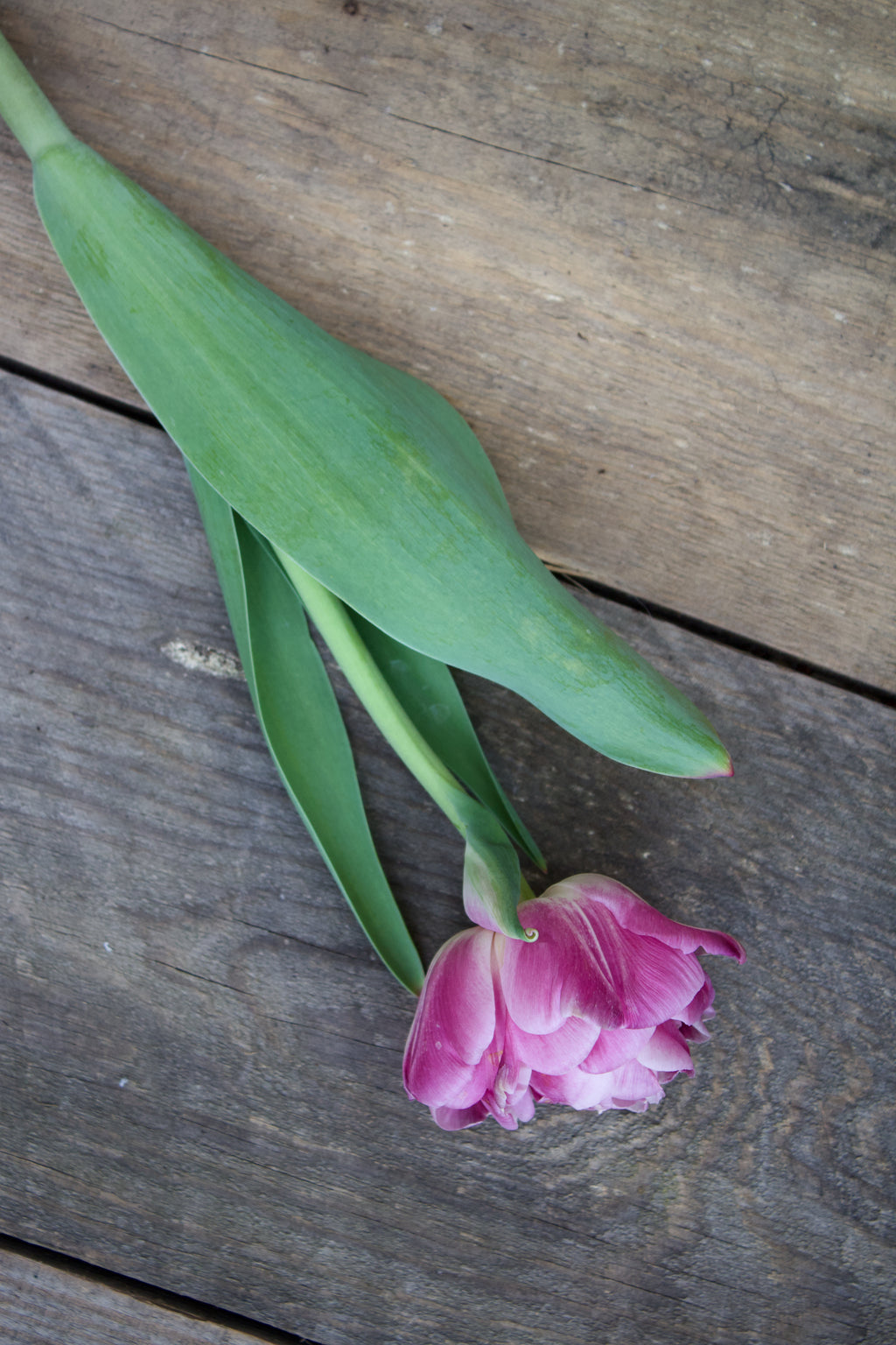 Tulipa 'Foxtrot' 11/12